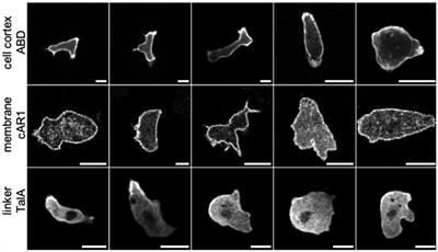 Generative Adversarial Networks for Augmenting Training Data of Microscopic Cell Images